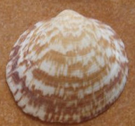 Glycimeris_glycimeris