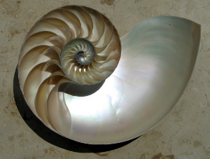 Nautilus